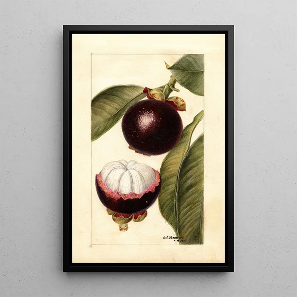 Riproduzione del dipinto Garcinia mangostana - Deborah Griscom Passmore