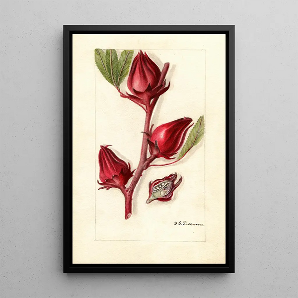 Hibiscus sabdariffa Victor - Deborah Griscom Passmore — quadro incorniciato alla parete