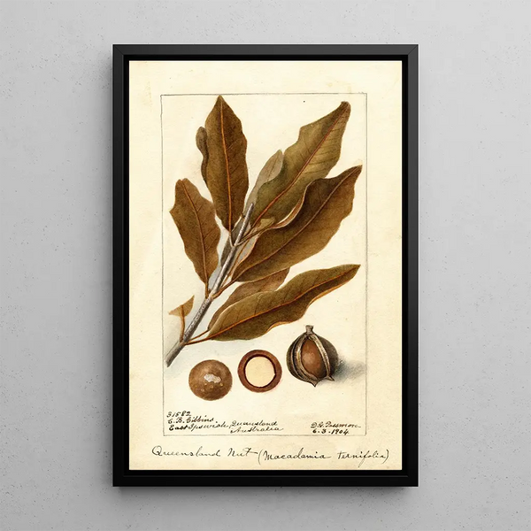 Macadamia ternifolia - Deborah Griscom Passmore — quadro incorniciato alla parete