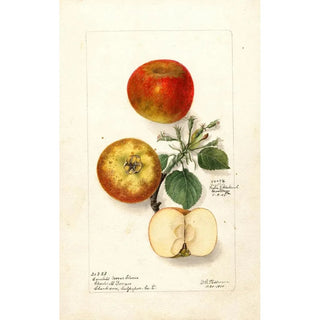 Deborah Griscom Passmore - Malus domestica.webp