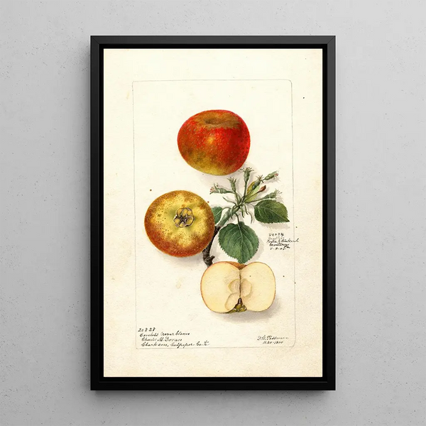 Malus domestica - Deborah Griscom Passmore — quadro incorniciato alla parete