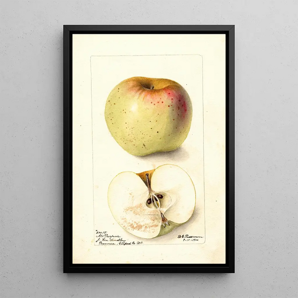 Riproduzione del dipinto Malus domestica All Purpose - Deborah Griscom Passmore