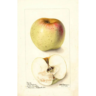 Deborah Griscom Passmore - Malus domestica All Purpose.webp