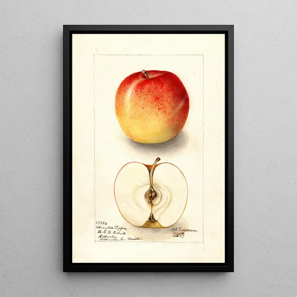 Riproduzione del dipinto Malus domestica Allington Pippin - Deborah Griscom Passmore