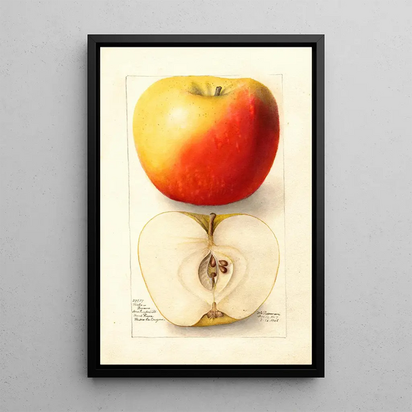Riproduzione del dipinto Malus domestica Banana - Deborah Griscom Passmore