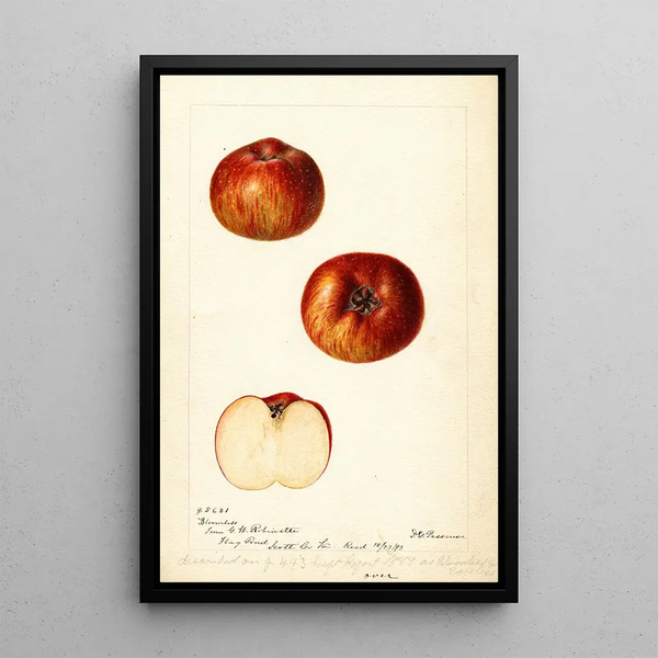 Riproduzione del dipinto Malus domestica Bloomless - Deborah Griscom Passmore