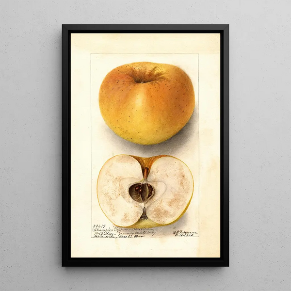 Malus domestica Champion Pippin - Deborah Griscom Passmore — quadro incorniciato alla parete