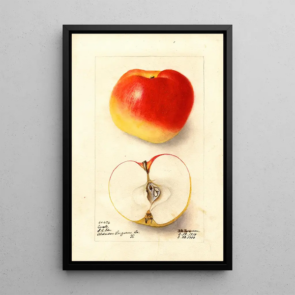 Malus domestica Ewalt - Deborah Griscom Passmore — quadro incorniciato alla parete