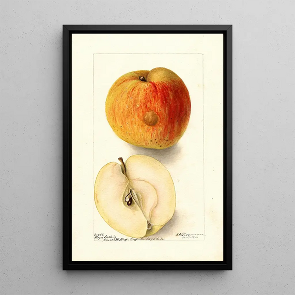 Riproduzione del dipinto Malus domestica Floyd - Deborah Griscom Passmore