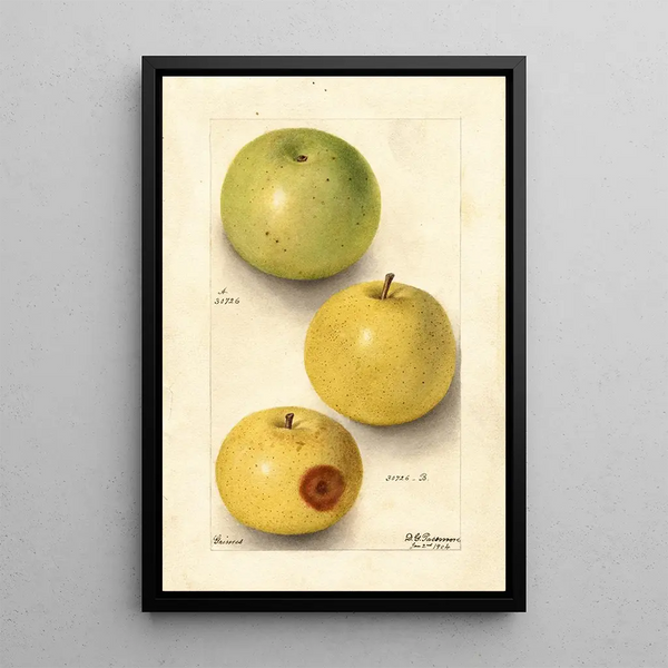 Malus domestica Grimes - Deborah Griscom Passmore — quadro incorniciato alla parete