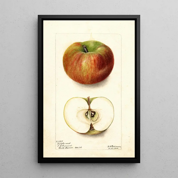 Riproduzione del dipinto Malus domestica Keeskemet - Deborah Griscom Passmore