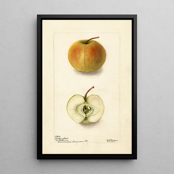 Malus domestica Lewelling Crab - Deborah Griscom Passmore — quadro incorniciato alla parete