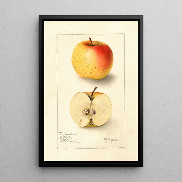 Malus domestica Long Stem Sweet - Deborah Griscom Passmore — quadro incorniciato alla parete