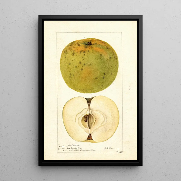 Malus domestica McMillin - Deborah Griscom Passmore — quadro incorniciato alla parete