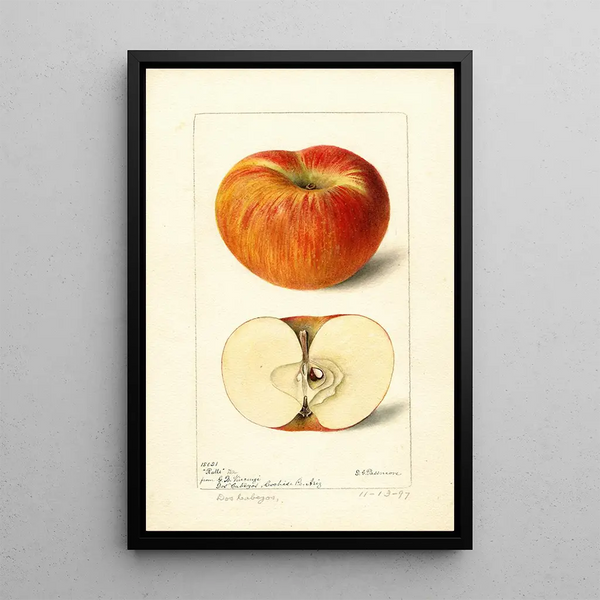 Riproduzione del dipinto Malus domestica Ralls - Deborah Griscom Passmore