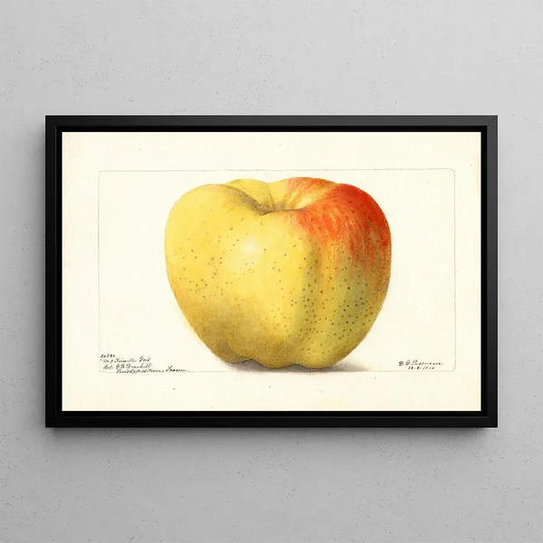 Deborah Griscom Passmore - Malus domestica Reinette Gris.webp