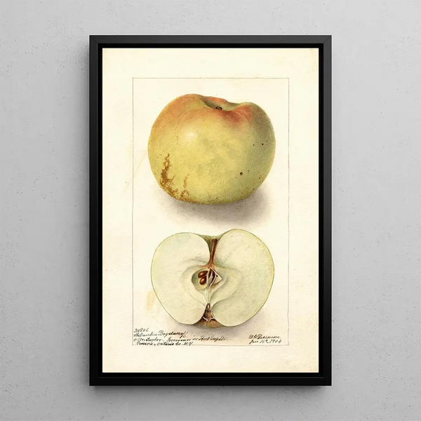 Riproduzione del dipinto Malus domestica Sklanka Bogdanoff - Deborah Griscom Passmore
