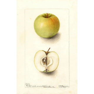 Deborah Griscom Passmore - Malus domestica Spohr.webp
