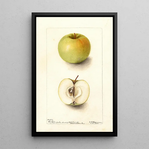 Malus domestica Spohr - Deborah Griscom Passmore — quadro incorniciato alla parete
