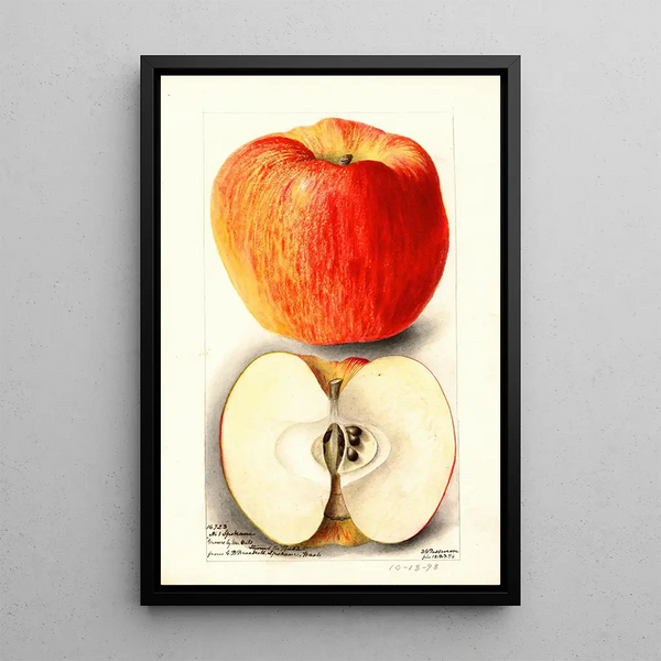Riproduzione del dipinto Malus domestica Spokane - Deborah Griscom Passmore