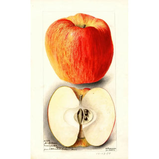 Deborah Griscom Passmore - Malus domestica Spokane.webp