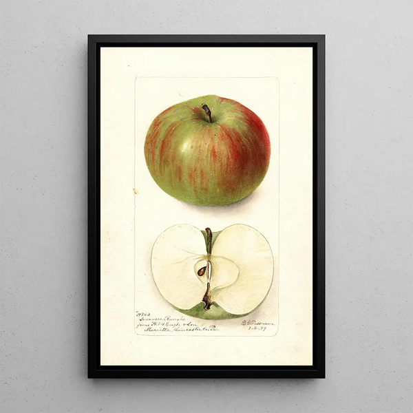 Malus domestica Summer Rambo - Deborah Griscom Passmore — quadro incorniciato alla parete