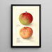 Riproduzione del dipinto Malus domestica Wealthy - Deborah Griscom Passmore