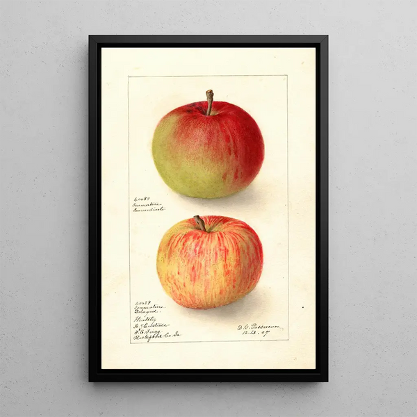 Riproduzione del dipinto Malus domestica Wealthy - Deborah Griscom Passmore