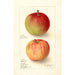 Riproduzione del dipinto Malus domestica Wealthy - Deborah Griscom Passmore
