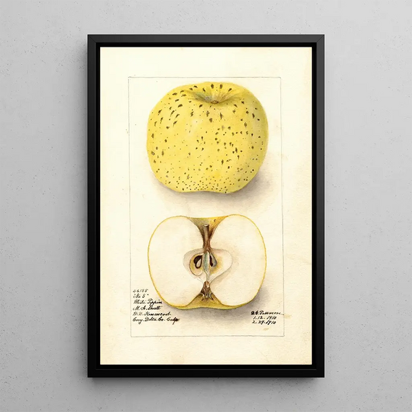 Malus domestica White Pippin - Deborah Griscom Passmore — quadro incorniciato alla parete