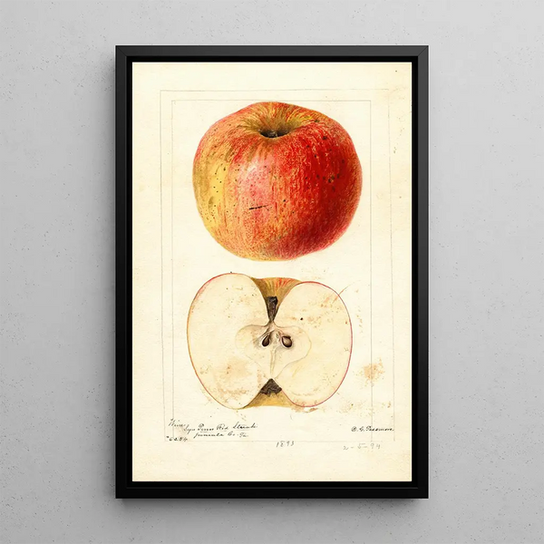 Riproduzione del dipinto Malus domestica Wine - Deborah Griscom Passmore