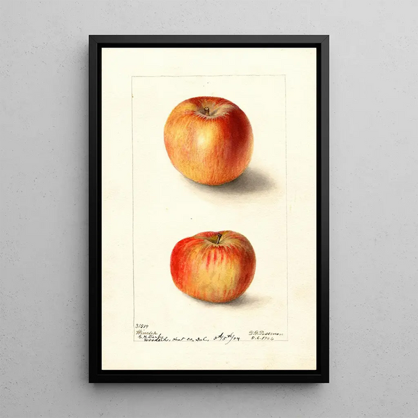 Malus domestica Winesap - Deborah Griscom Passmore — quadro incorniciato alla parete