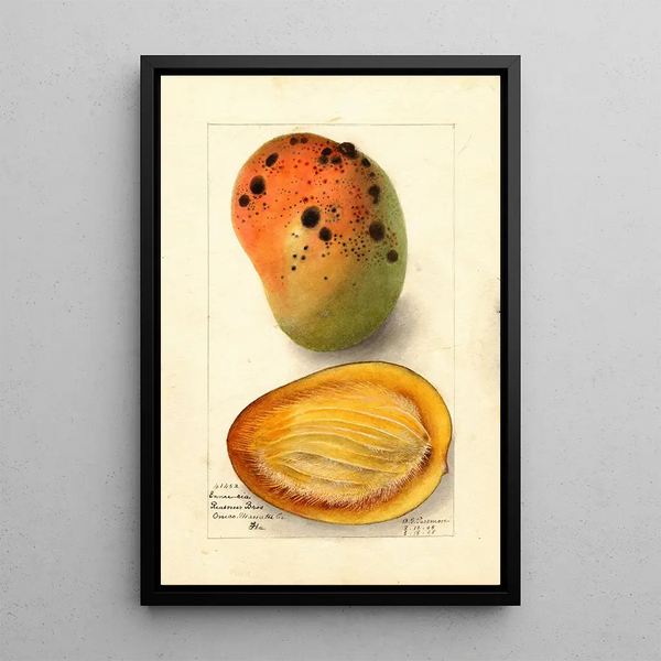 Riproduzione del dipinto Mangifera indica Ennuria - Deborah Griscom Passmore
