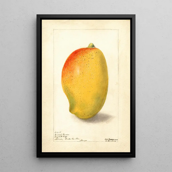 Mangifera indica General Gordon - Deborah Griscom Passmore — quadro incorniciato alla parete