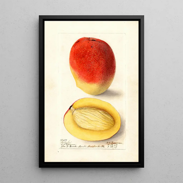 Mangifera indica Mulgoba - Deborah Griscom Passmore — quadro incorniciato alla parete