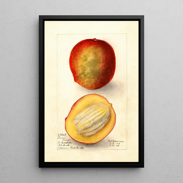 Riproduzione del dipinto Mangifera indica Perrine - Deborah Griscom Passmore