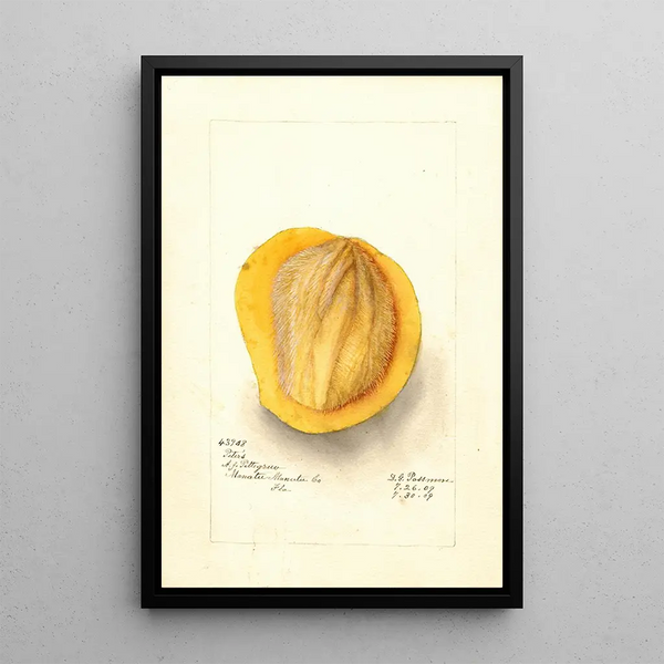 Riproduzione del dipinto Mangifera indica Peters - Deborah Griscom Passmore