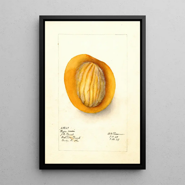Riproduzione del dipinto Mangifera indica Raja Purra - Deborah Griscom Passmore