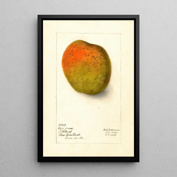 Riproduzione del dipinto Mangifera indica Raja Purri - Deborah Griscom Passmore
