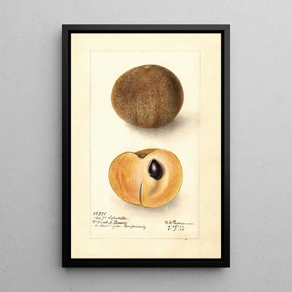 Manilkara zapota No - Deborah Griscom Passmore — quadro incorniciato alla parete