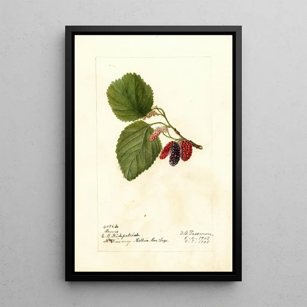 Morus Travis - Deborah Griscom Passmore — quadro incorniciato alla parete