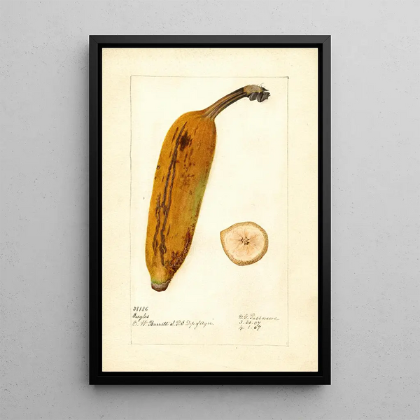 Musa Ingles - Deborah Griscom Passmore — quadro incorniciato alla parete