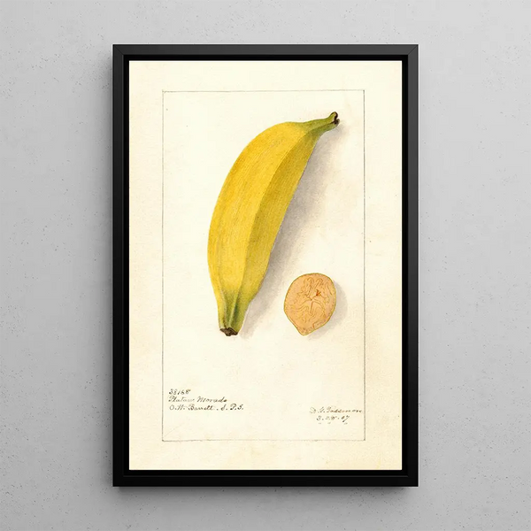 Riproduzione del dipinto Musa Platano Morado - Deborah Griscom Passmore