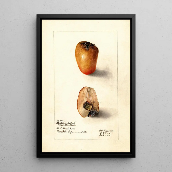 Riproduzione del dipinto Myristica fragrans - Deborah Griscom Passmore