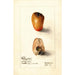 Riproduzione del dipinto Myristica fragrans - Deborah Griscom Passmore
