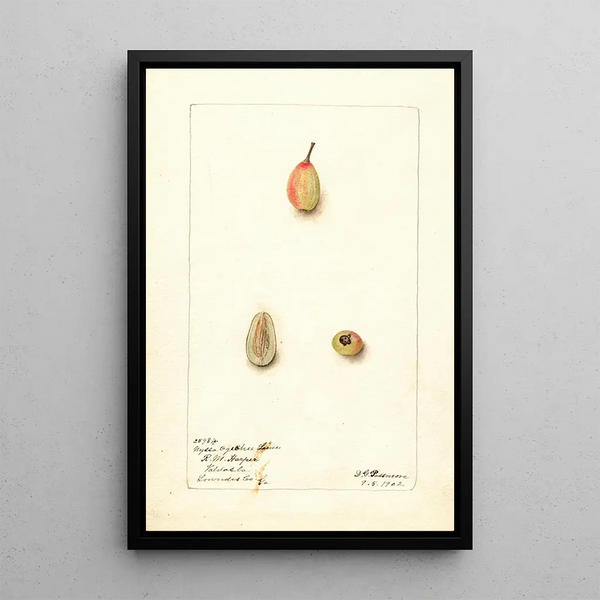 Nyssa ogeche - Deborah Griscom Passmore — quadro incorniciato alla parete