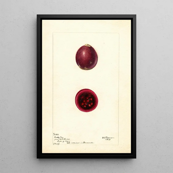 Opuntia Figue de Barbarie - Deborah Griscom Passmore — quadro incorniciato alla parete