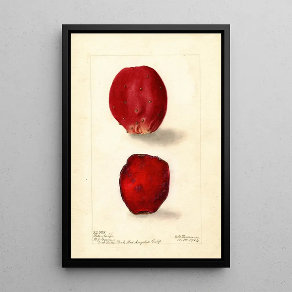 Riproduzione del dipinto Opuntia Rosa Fico d'India - Deborah Griscom Passmore