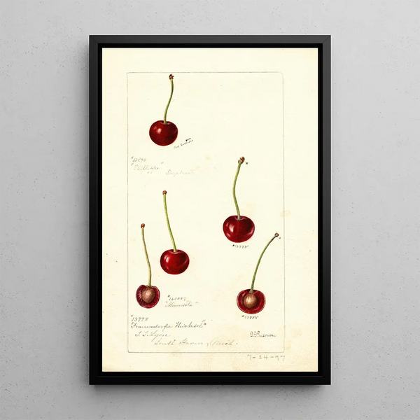 Prunus avium - Deborah Griscom Passmore — quadro incorniciato alla parete
