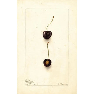 Deborah Griscom Passmore - Prunus avium Early Purple.webp